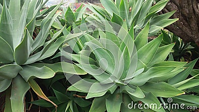 Succulent plants closely photographed Stock Photo