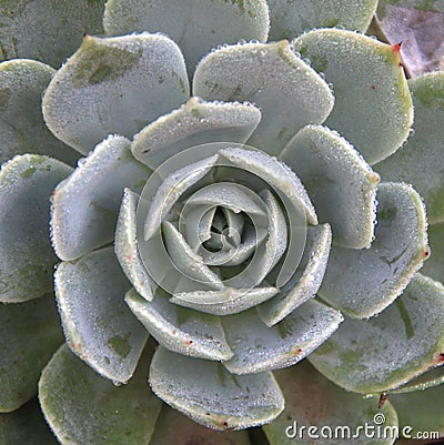 Succulent plants. Stock Photo