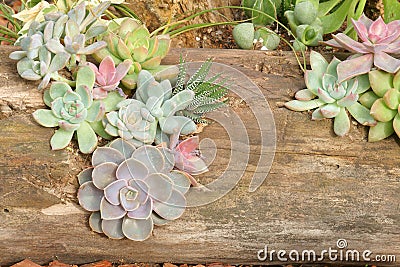 Succulent plants and dead wood Stock Photo