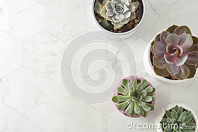 Succulent plants, echeveria in pots. Decorative indoor plant. Feminine work table. Top view Stock Photo
