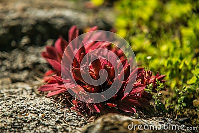 Succulent plants in the garden in the soft light Stock Photo