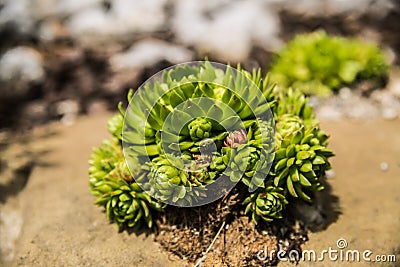 Succulent plants in the garden in the soft light Stock Photo