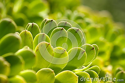 Succulent plants green texture Stock Photo