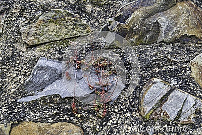 Succulent plants like to grow on stony surfaces in narrow crevices under extreme conditions. Stock Photo