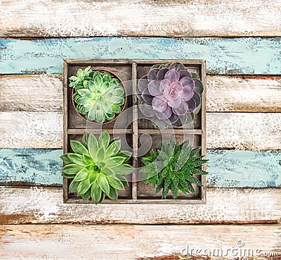 Succulent plants rustic wooden background Stock Photo