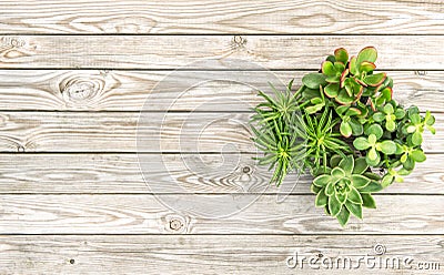 Succulent plants Minimal floral flat lay Stock Photo