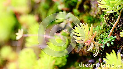 Succulent plants - Sedum lineare Stock Photo