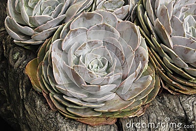 Succulent plants Stock Photo