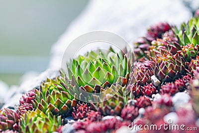 Succulent plants suitable for rock garden - Sempervivum calcareum Stock Photo