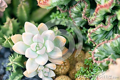 Succulent pot echeveria coral like cactus rosette shaped pastel color Stock Photo