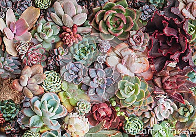 Succulent propagation. Beautiful rare bright echeveria plant flowers rosette background, top view natural tropical exotic blooming Stock Photo