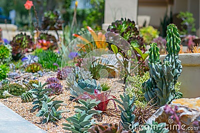 Succulent water wise desert garden Stock Photo