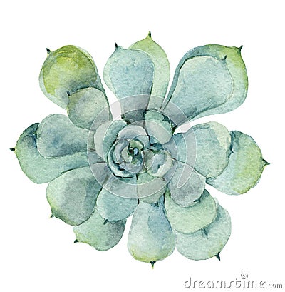 Succulent in watercolor Stock Photo