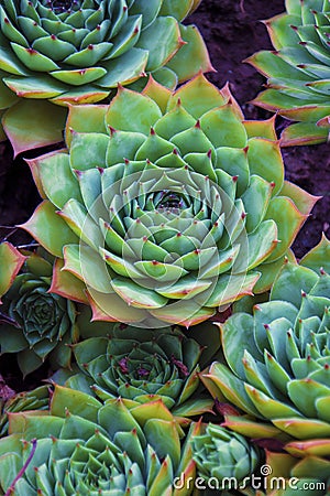 Succulents aeonium, close-up Stock Photo