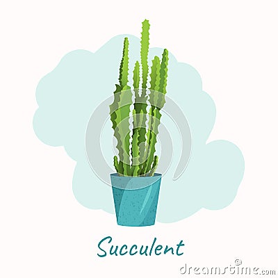 Succulents and cacti Stock Photo