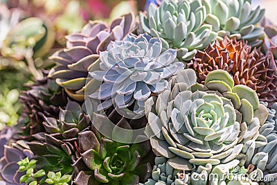 Succulents or cactus in desert botanical garden for decoration and agriculture design Stock Photo