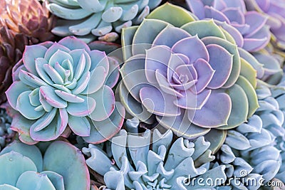 Succulents or cactus in desert botanical garden for decoration and agriculture design Stock Photo