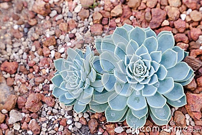 Succulents or cactus in desert botanical garden and stone pebbles background. succulents or cactus for decoration. Stock Photo