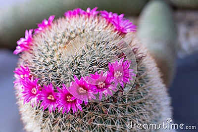 Succulents or cactus flower in desert botanical garden for decoration and agriculture design Stock Photo