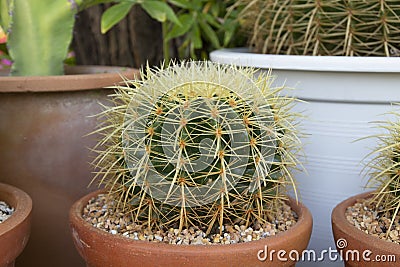 Succulents or cactus small plant in pot Stock Photo