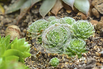 Natural composition of succulents close-up Stock Photo