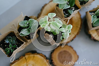 Succulents in an eco paper bag on gray background. Indoor plant store. Wooden sawn Stock Photo