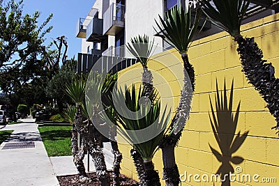 Succulents at the entrance to the house. A common plant in California. Stock Photo