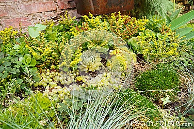 Succulents. flowerbed of perennials with thickened fleshy leaves. Stock Photo