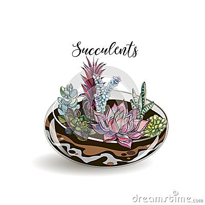 Succulents in glass aquariums. Flower decorative compositions. Graphics. Watercolor. Vector. Vector Illustration