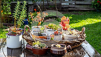 Succulents and house plants potted in reuse cups, mugs and kitchen outside on garden bench after rain Stock Photo