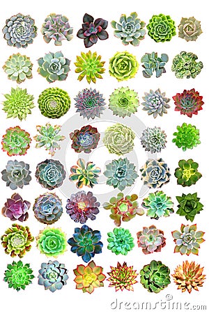 Succulents Isolated Stock Photo