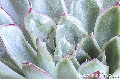 Succulents Stock Photo