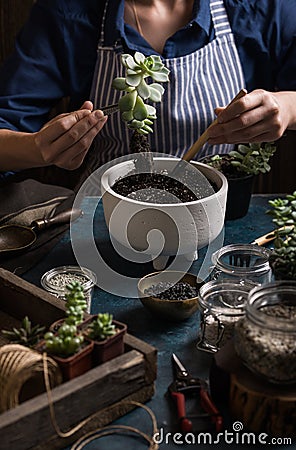 Succulents mini garden making step by step Stock Photo