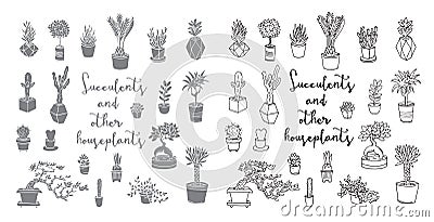 Succulents and other houseplants. Vector Illustration