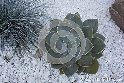 Succulents planted Stock Photo