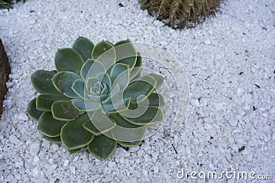 Succulents planted Stock Photo
