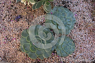 Succulents planted Stock Photo