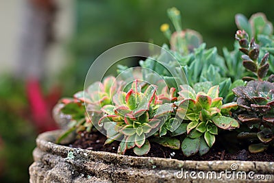 Succulents Stock Photo