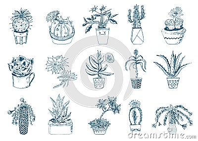 Succulents set, cactus, peyote, echeveria, haworthia, aloe vera. Green decorative plants in the teacup and pots. Floral Vector Illustration