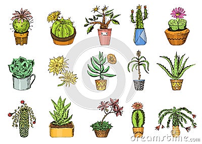 Succulents set, cactus, peyote, echeveria, haworthia, aloe vera. Green decorative plants in the teacup and pots. Floral Vector Illustration