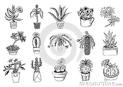 Succulents set, cactus, peyote, echeveria, haworthia, aloe vera. Green decorative plants in the teacup and pots. Floral Vector Illustration