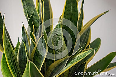 Succulents. Yellow and green Sansevieria (Dracaena trifasciata the snake plant) Stock Photo