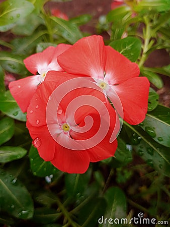 Such beautiful flowers with a maroon color, which grow in the yard of the house Stock Photo