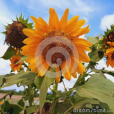 such beautiful sunflowers Stock Photo