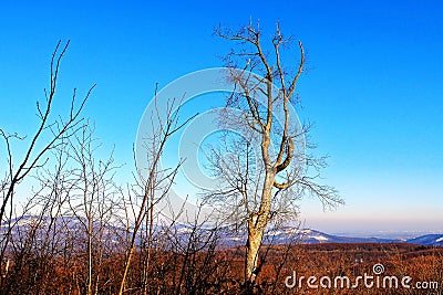 Such a beautiful tree Stock Photo