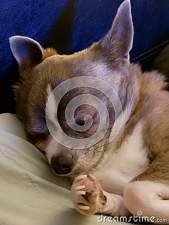 Close up of Sleeping Chihuahua Stock Photo