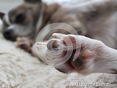 Close up of Sleeping Chihuahua Paw Stock Photo