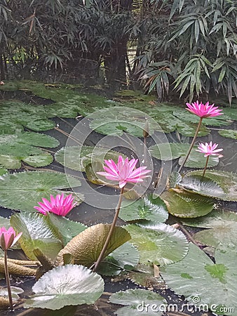 Such a wonderful Flowers Stock Photo