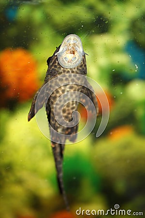 780 Koleksi Aquarium Design Tank HD 780 Koleksi Aquarium Design Tank HD