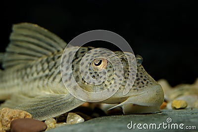 Suckermouth catfish Stock Photo